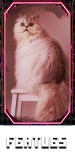 main_features_normal